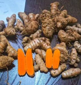 Lakadong Fresh Turmeric