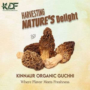 Guchhi Morel Mushroom