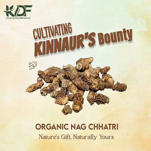 Organic Nag Chhatri Trillium Govanianum