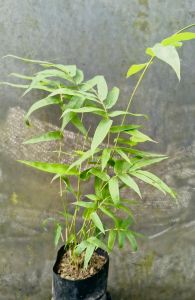 Bamboo Tissue Culture Plants
