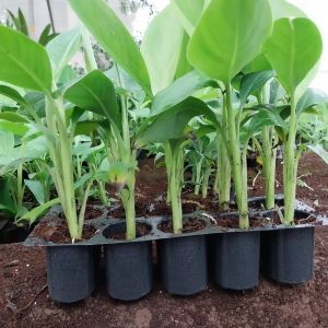 Banana Tissue Culture Plants