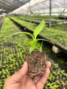 Banana Tissue Culture Saplings
