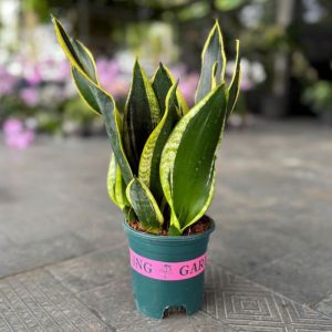 Black Gold Snake Plants