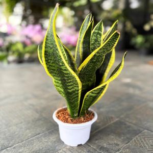 Dwarf Snake Plants