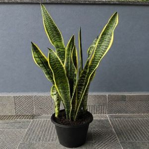 Laurentii Snake Plants
