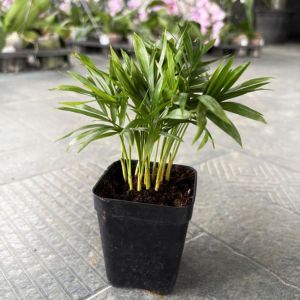 Parlour Palm Plants