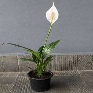 Spathiphyllum Plants