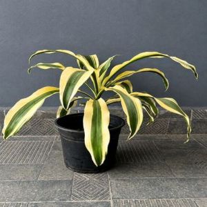 White Dracaena Plants