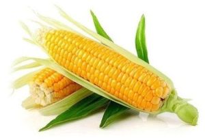 Fresh Sweet Corn