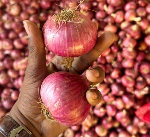 Nashik Red Onion