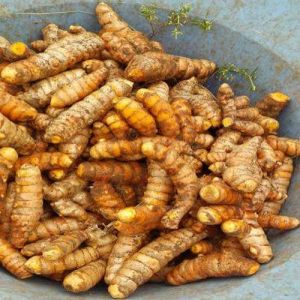 Meghalaya Turmeric Finger