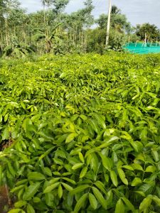 Mahogany Plants