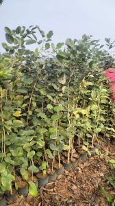 Red Sandalwood Plants