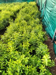 White Sandalwood Plants