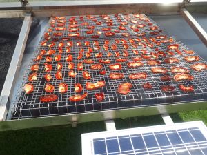 Cabinet Solar Dryers
