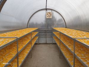 Greenhouse Solar Dryer