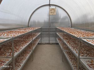 Solar Tunnel Dryer