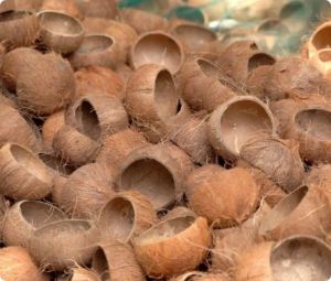 Coconut Shell