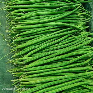 Farm Fresh Drumstick