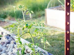 Trellising Twine