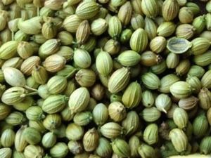 Green Parrot Coriander Seed