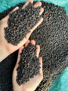 Organic Black Pepper Seeds