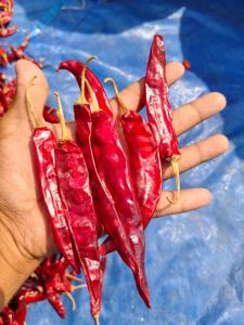 Teja Medium Dry Red Chilli