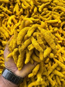 Turmeric Finger