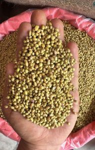 Whole Coriander Seeds