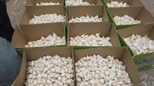 Natural Fresh Garlics