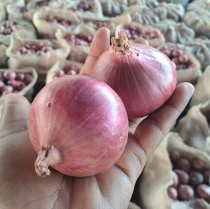 25mm Fresh Red Onion