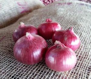 30mm Fresh Red Onion