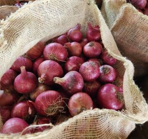40mm Fresh Red Onion