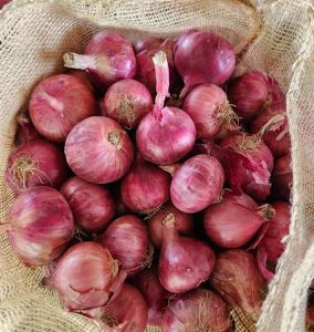 50mm Fresh Red Onion