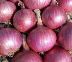60mm Fresh Red Onion