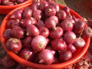 A Grade Red Onion
