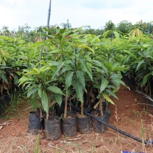 Sonapari Mango Plant