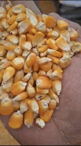 Yellow Maize