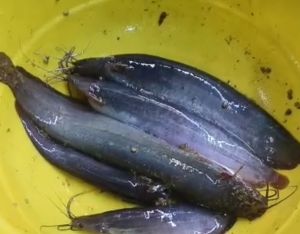 Fish Buy Sell