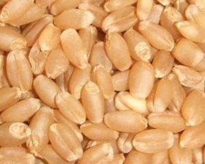 Whole Wheat Grain