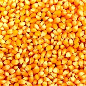 Yellow Maize Seed