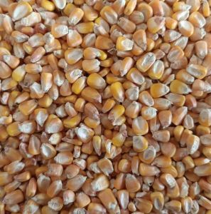 Yellow Corn Maize