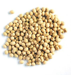 Fresh Soybean Seed