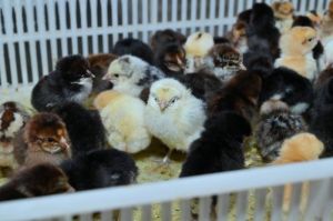 Desi Kaveri Chick