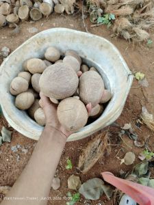 Coconut Copra