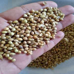 Eagle Quality Coriander Seeds