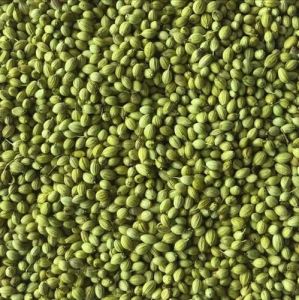 Single Parrot Coriander Seeds