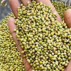 Parrot Coriander Seeds