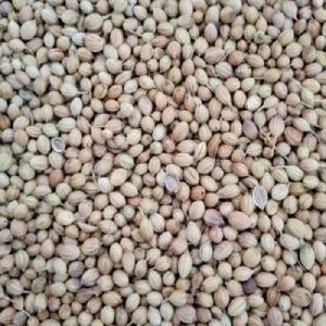 Scooter Coriander Seeds