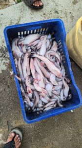 Bombay Duck Fish